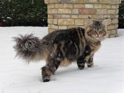 A nice specimen of Maine Coon cat