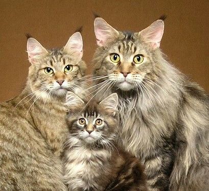 A nice specimen of Maine Coon cat