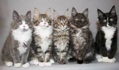 A nice specimen of Maine Coon cat