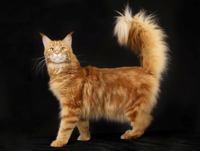 A nice specimen of Maine Coon cat