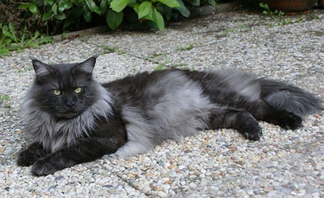 A nice specimen of Maine Coon cat